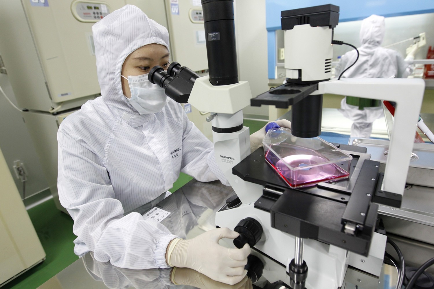 How the Korean Stem Cell Ritual Works